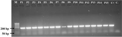 Subinhibitory Concentrations of Biogenic Silver Nanoparticles Affect Motility and Biofilm Formation in Pseudomonas aeruginosa